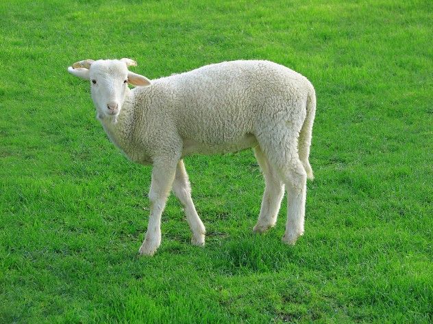 Lamb