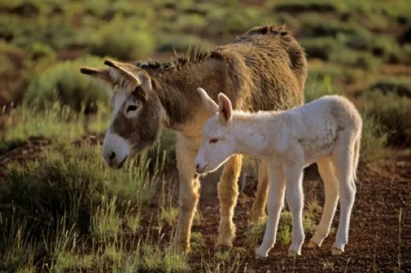 Donkey