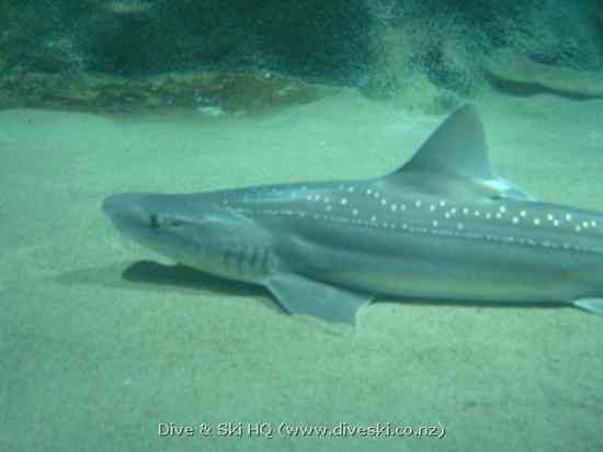 Rig Shark 2