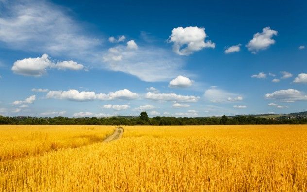 Wheat-Fields-Wallpaper-1