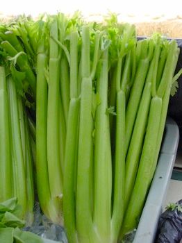 Celery.Jpg