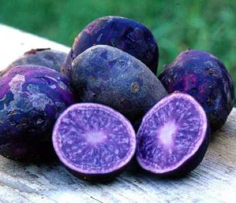 Potato-All-Blue