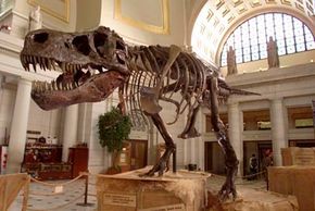The 67-million-year-old Tyrannosaurus rex skeleton, famously known as Sue,