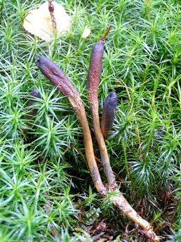 Cordyceps Ophioglossoides 02
