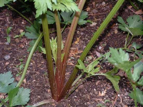 Red-Celery