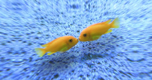 7-feature--fish-kiss-469672450