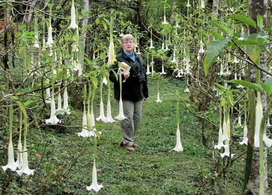 381Datura