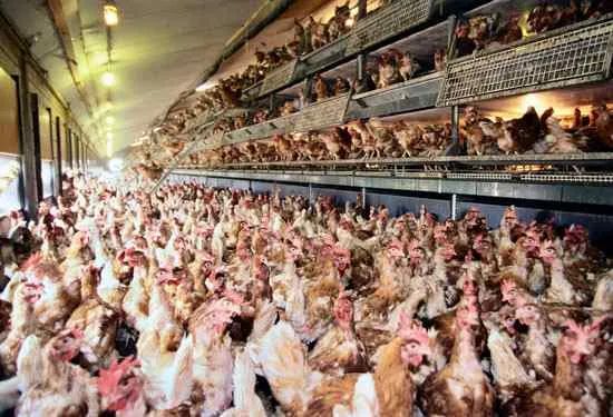 Chickens-4