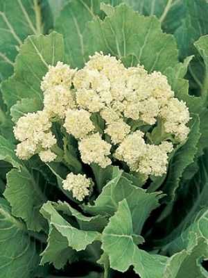 White Broccoli
