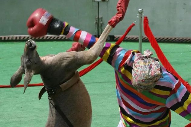 kangaroo-boxing