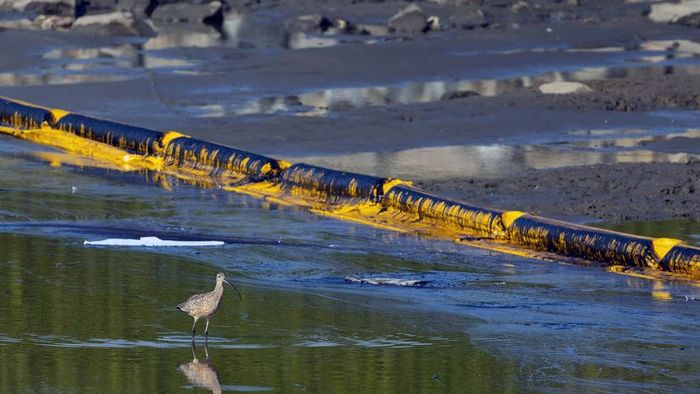oil spill along the California coastline