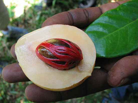 Nutmeg-1