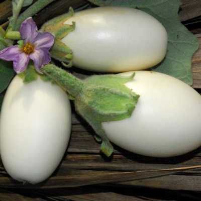 Japanese%20White%20Egg
