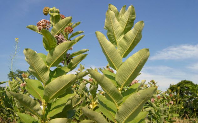 6-milkweed-90838035