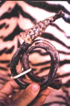 Tiger Penis 01.Jpg