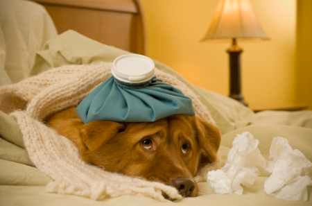 Istock 000004781555Xsmall Sick Dog