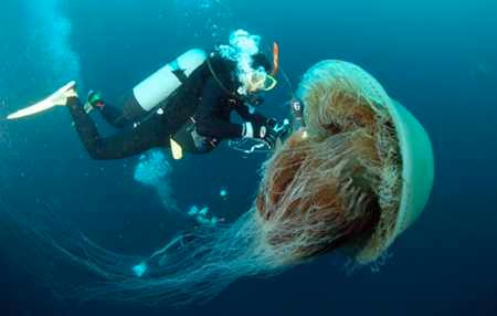 060119 Jellyfish