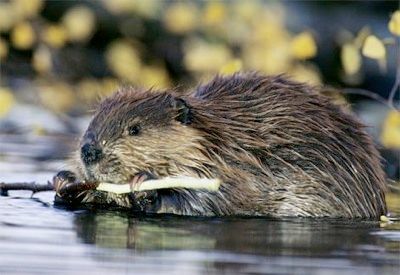 Beaver1231206221.jpg