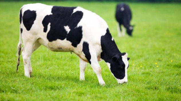 Cow Grazing