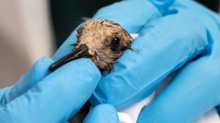 oil spill bird
