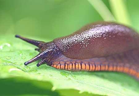 4.24.09 Slugs 2