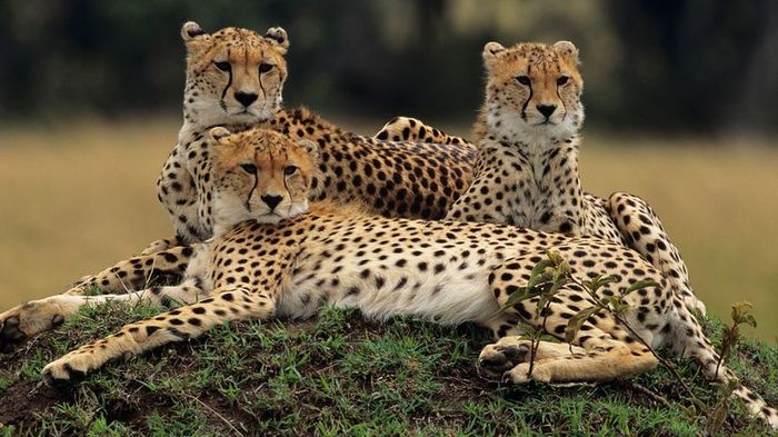 A trio of cheetahs resting in the Masai Mara National Reserve