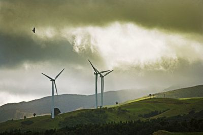 A raptor glides above wind turbines in New Zealand.