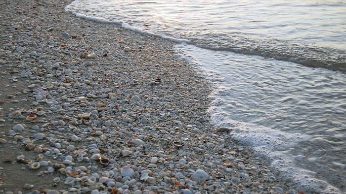Seashells from Sanibel Island