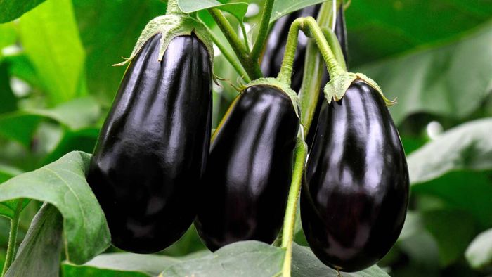 Have you ever been told that female watermelons taste sweeter than males? Or that male eggplants are less bitter than their female counterparts? Or that male peppers have fewer seeds? Well, that’s a misconception.