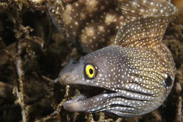 Moray Eel2