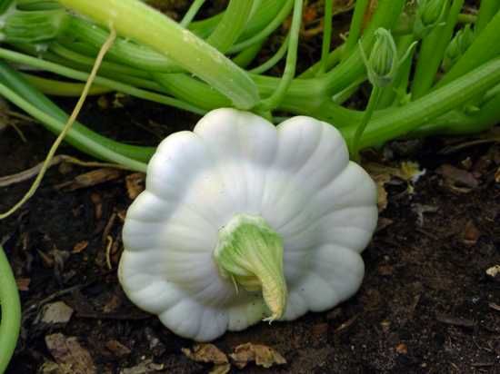 White-Scallop-Squash-Plant1