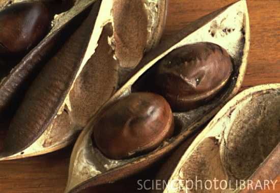 B6400210-Calabar Beans-Spl