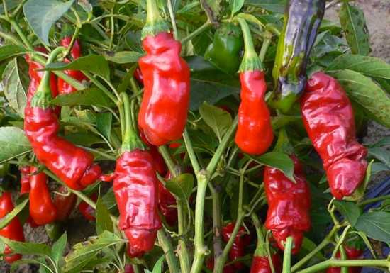 Peter-Pepper