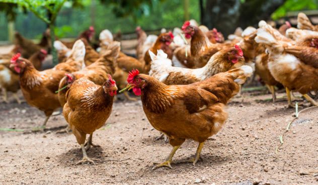 5-happy-chickens-538323101