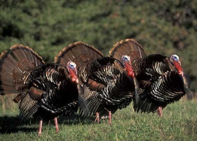 Eastern-Turkeys1-