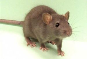 Rat2-1
