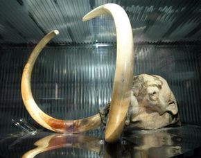 A Mammoth Skull