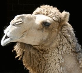 Camel