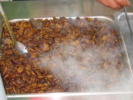 800Px-Silkworm Snack