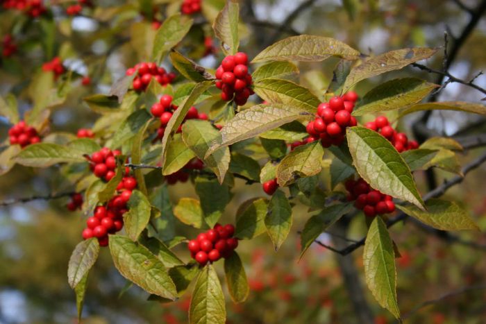 winterberry holly