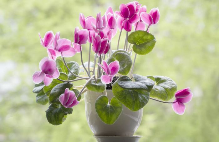 Cyclamen