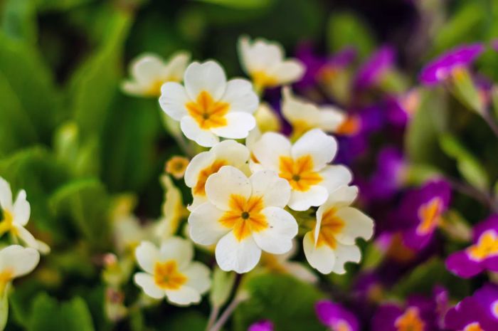 primrose