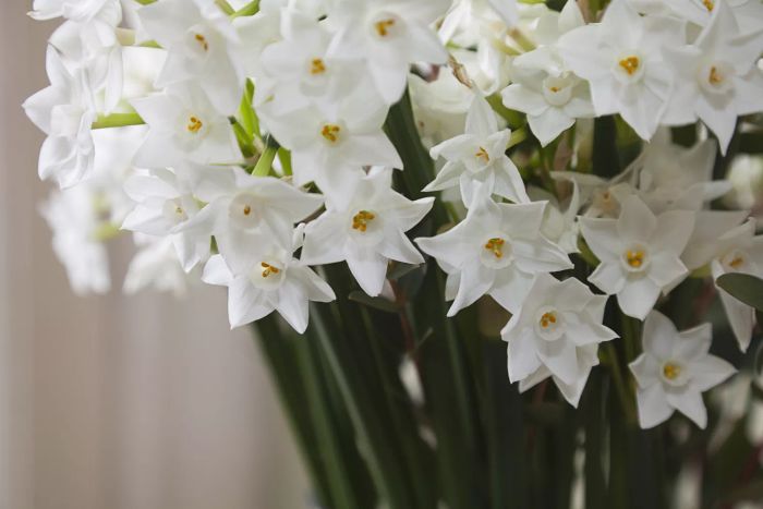 Paperwhite Narcissus