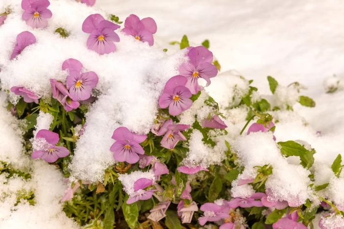 winter-blooming-flowers-GettyImages-1125680516
