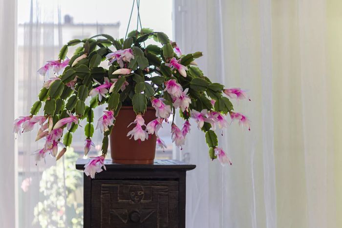Christmas Cactus