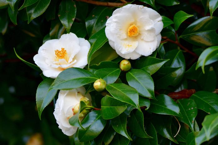 Camellia bush