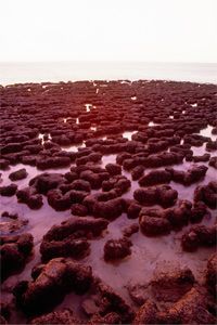 Stromatolites: ancient life forms that stand the test of time