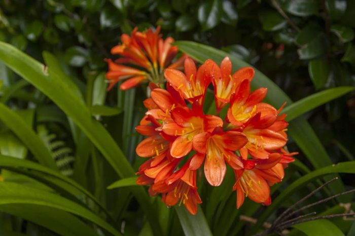Amaryllis
