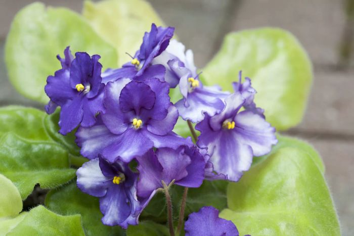 African Violets