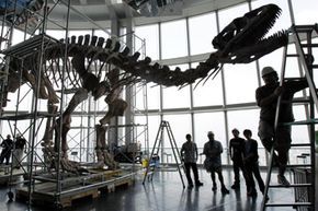 Dinosaur skeletons